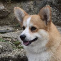 Portrait de Miledy Iron Hund Portrait de Miledy Iron Hund